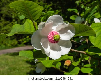 Macro Shot Cup Shaped Siebolds Magnolia Stock Photo 2168384531