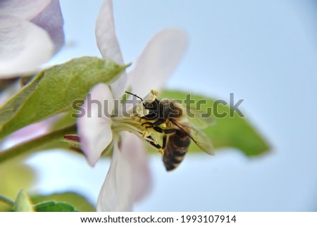 A macro shot of a cute, small bee sucking nectar from a pink flower on a blurred sky background
