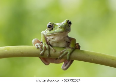 macro shot, the cute tree frog