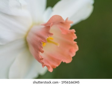A Macro Shot Of A Daffodil Salome Bloom.