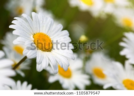 Macro shot of daisies.