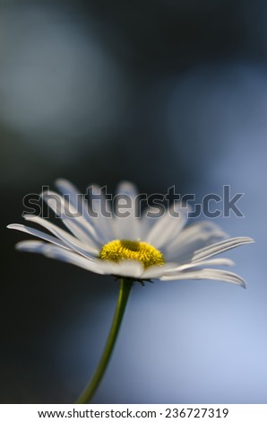 Similar – Image, Stock Photo silent Garden Nature Plant