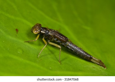 Macro Shot Of A Damselfly Nymph Ready To Moult