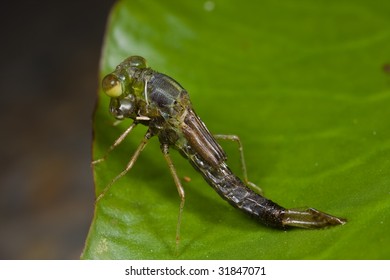 Macro Shot Of A Damselfly Nymph Ready To Moult