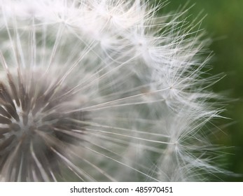 Macro shot from a Dandelion