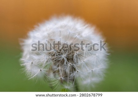 Macro shot of a dandelion clock with  blurred background
