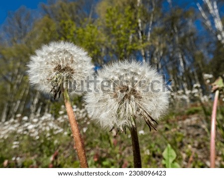 Macro shot of dandelion flower heads with seeds and pappus in the meadow with forest and blue sky in the background. The pappus of the dandelion. Summer scenery