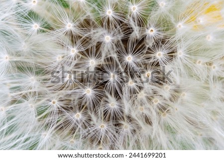 Macro shot of a dandelion pappus