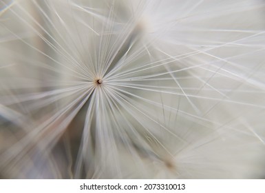 A macro shot of the dandelion pattern  - Shutterstock ID 2073310013