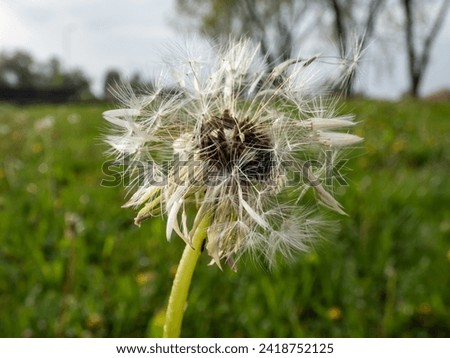 Macro shot of dandelion plant head composed of wet, white pappus (parachute-like seeds) in the meadow surrounded with green grass and vegetation. Lion's tooth