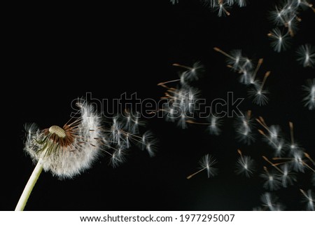 Macro Shot of Dandelion Seeds Being Blown