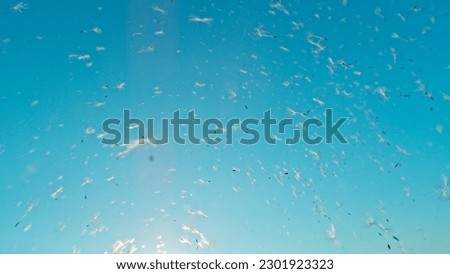 Macro Shot of Dandelion seeds being blown, freeze motion. Outdoor scene with sun rays.