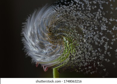 Macro shot of a dandelion with a twirl effect 