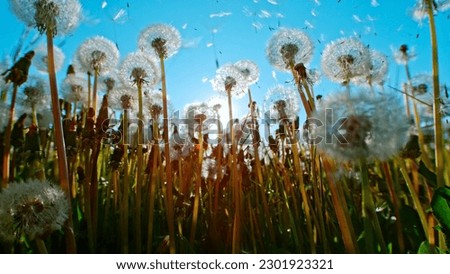 Macro Shot of Dandelions being blown, freeze motion. Outdoor scene with sun rays.