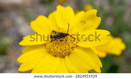 Macro shot of a dark clearwing moth or wasp moth perched on the golden pollen center of a vibrant yellow daisy-like wildflower, bokeh background, natural light.