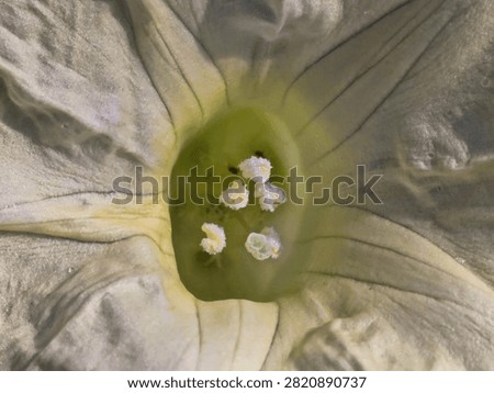 Macro shot of Datura wrightii flower center with stamen and pistil