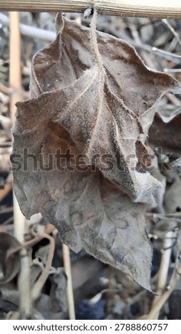 Macro shot of a dead brown leaf in the garden during autumn or dry season, selective focus.