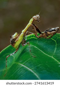 Macro shot of a dead leaf mantis (Deroplatys) perched on a vibrant green leaf, showcasing intricate camouflage details and predatory stance.