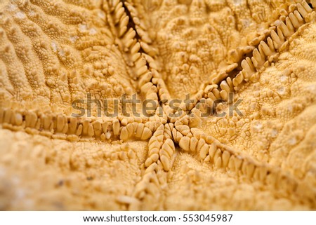 Macro shot of  dead starfish
