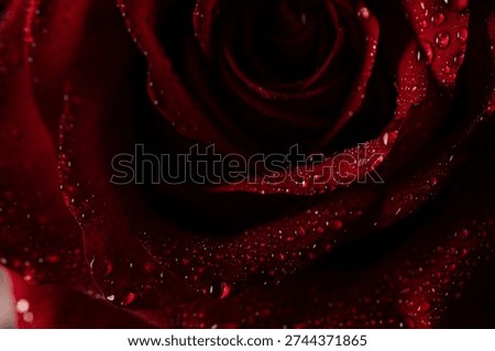 Macro Shot of Deep Red Rose Petals with Sparkling Water Drops on Black Background