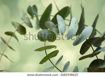 A macro shot of delicate eucalyptus branches, showcasing their round, grey-green leaves. A single water droplet clings to one leaf, reflecting light against a softly blurred green backdrop.