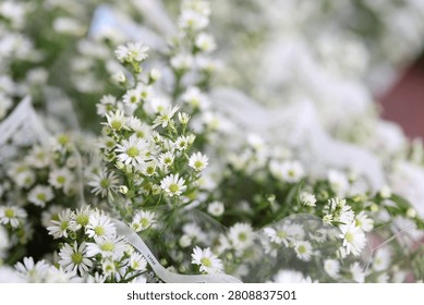 Macro shot of delicate white aster flowers with yellow centers and soft bokeh background.