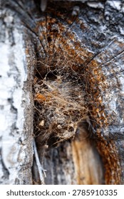 Macro shot of a dense cobweb structure built hidden within a textured tree trunk crack.