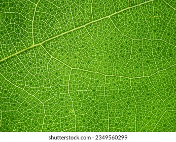 macro shot detail of green leaf texture, veins of the leaf surface, chlorophyll background