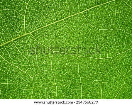 macro shot detail of green leaf texture, veins of the leaf surface, chlorophyll background