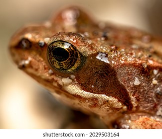 A Macro Shot Of The Details Of A California Red-legged Frog