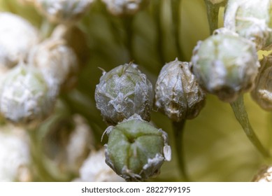 A macro shot of developing flower buds, showing intricate details of their structure and texture.