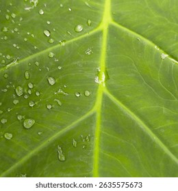 Macro shot of dew drops on a vibrant green leaf showing natural vein structure and fresh tropical texture after rain.