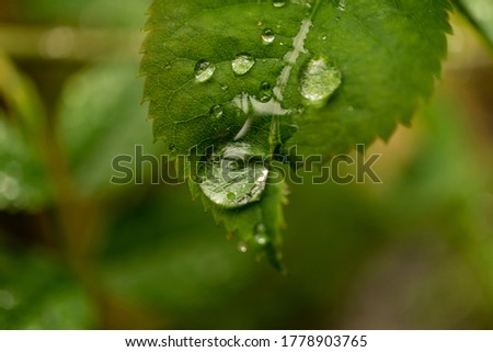 A Macro shot of dewdrops magnifying the detail of a leaf within a wild garden.