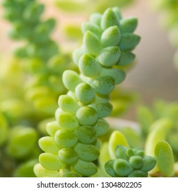 A Macro Shot Of A Donkey Tail Succulent Plant.