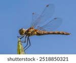 A macro shot of a dragonfly perched delicately on the tip of a leaf, set against a clear blue sky.