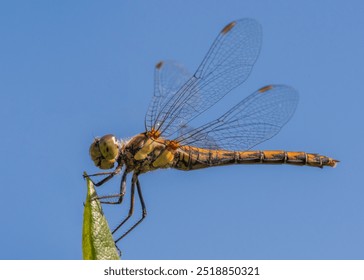 A macro shot of a dragonfly perched delicately on the tip of a leaf, set against a clear blue sky. - Powered by Shutterstock