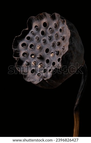 Macro shot of dried lotus seedpod on black background, beauty in nature