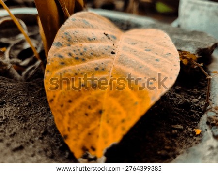 Macro Shot of Dried Orange Leaf with Black Spots on Dark Soil