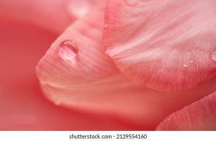 Macro shot of drops on tulip petals. Spring background. - Powered by Shutterstock