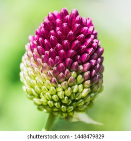 A Macro Shot Of A Drumstick Allium Bloom.