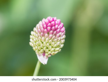 A Macro Shot Of A Drumstick Allium Bloom.