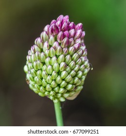 A Macro Shot Of A Drumstick Allium Flower Bud.