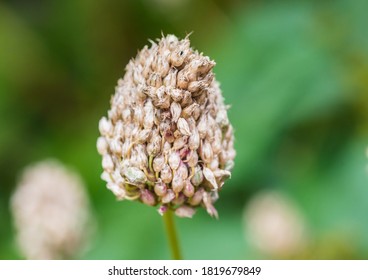 A Macro Shot Of A Drumstick Allium Seed Head.