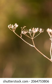 A Macro Shot Of Dry Anise Burnet-saxifrage Plant