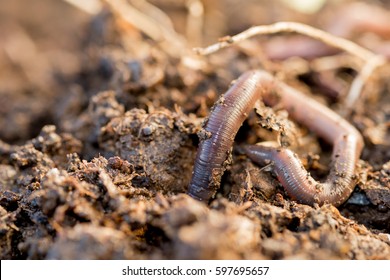 Macro shot of an earthworm making its way into the ground