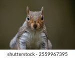 A macro shot of an Eastern gray squirrel looking at the camera against the isolated background