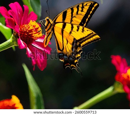 A macro shot of an eastern tiger swallowtail perched on a pink zinnia