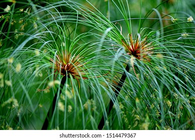 Papyrus Tree High Res Stock Images Shutterstock