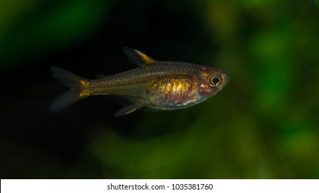 A Macro Shot Of An Ember Tetra Tropical Fish.