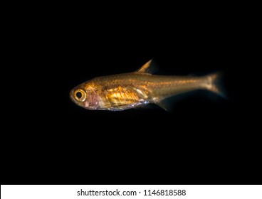 A Macro Shot Of An Ember Tetra Tropical Fish.